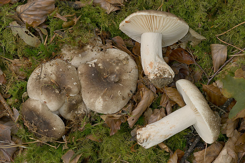 Russula nigricans